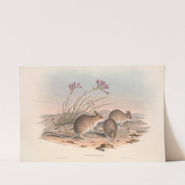 The mammals of Australia Pl.115 by John Gould