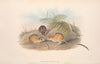 The mammals of Australia Pl.116