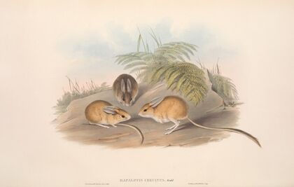 The mammals of Australia Pl.116