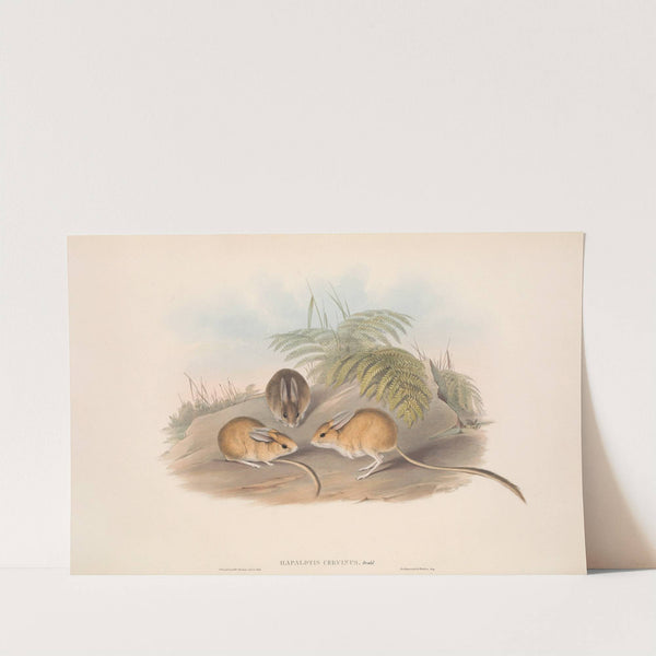 The mammals of Australia Pl.116 by John Gould