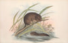 The mammals of Australia Pl.117