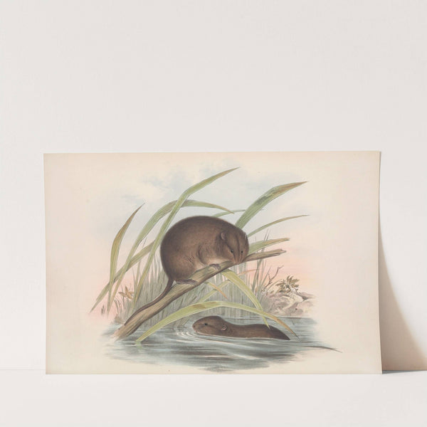 The mammals of Australia Pl.117 by John Gould