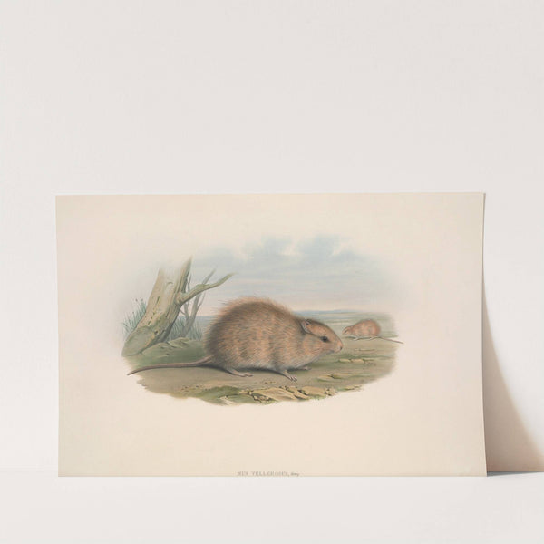 The mammals of Australia Pl.118 by John Gould
