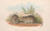 The mammals of Australia Pl.119