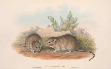 The mammals of Australia Pl.119