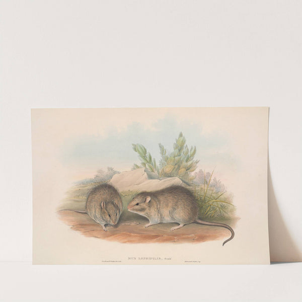 The mammals of Australia Pl.119 by John Gould