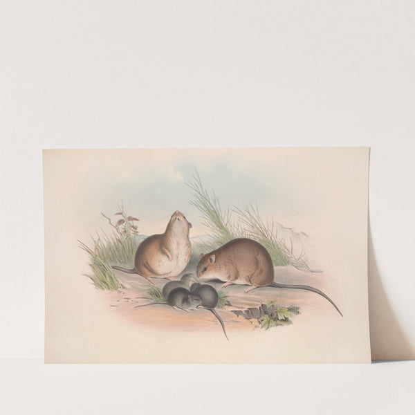 The mammals of Australia Pl.120 by John Gould