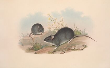 The mammals of Australia Pl.122