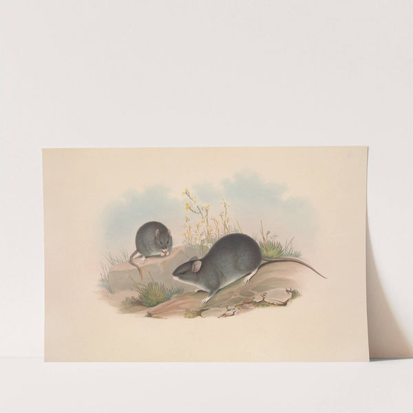 The mammals of Australia Pl.122 by John Gould