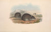 The mammals of Australia Pl.123