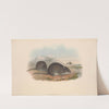 The mammals of Australia Pl.123 by John Gould