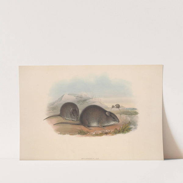 The mammals of Australia Pl.123 by John Gould