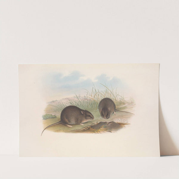 The mammals of Australia Pl.124 by John Gould