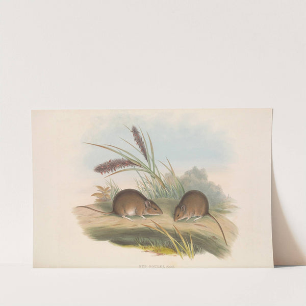 The mammals of Australia Pl.125 by John Gould