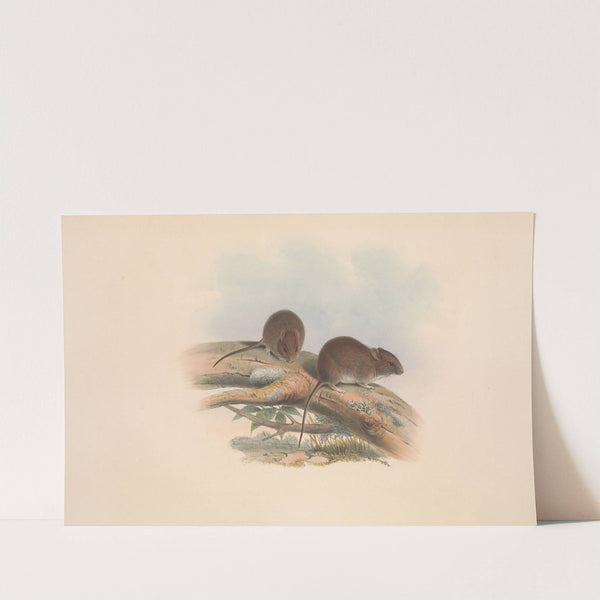 The mammals of Australia Pl.126 by John Gould