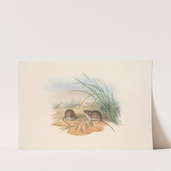 The mammals of Australia Pl.128 by John Gould