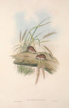 The mammals of Australia Pl.129
