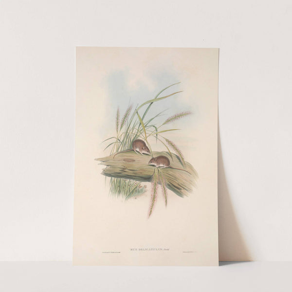 The mammals of Australia Pl.129 by John Gould