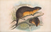 The mammals of Australia Pl.130
