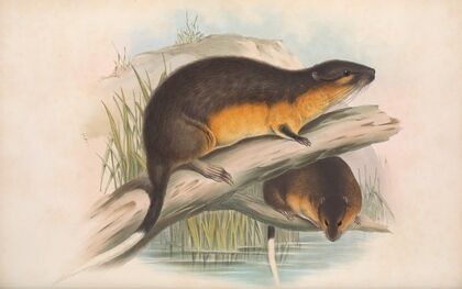 The mammals of Australia Pl.130