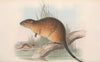 The mammals of Australia Pl.131