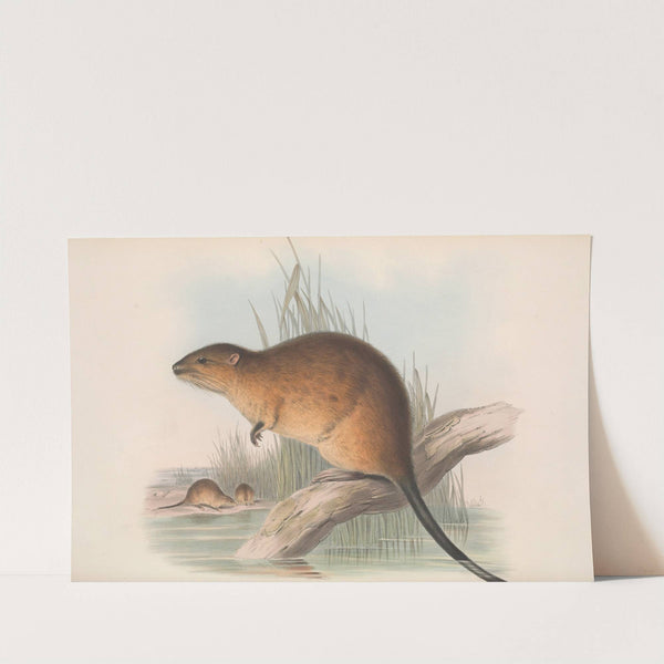 The mammals of Australia Pl.131 (1845-1863) by John Gould