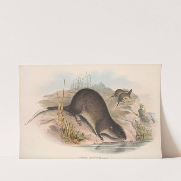 The mammals of Australia Pl.132 (1845-1863) by John Gould