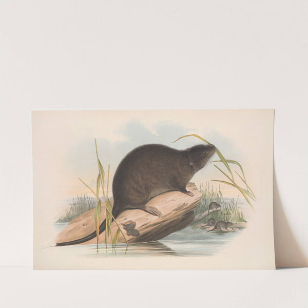 The mammals of Australia Pl.133 (1845-1863) by John Gould