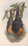 The mammals of Australia Pl.134