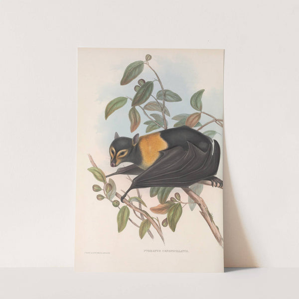 The mammals of Australia Pl.135 (1845-1863) by John Gould