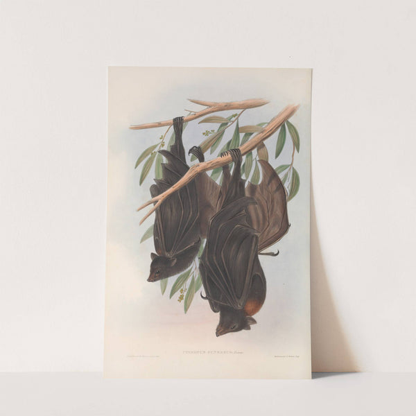 The mammals of Australia Pl.136 (1845-1863) by John Gould