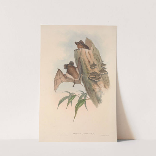 The mammals of Australia Pl.137 (1845-1863) by John Gould