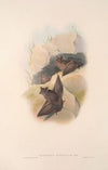 The mammals of Australia Pl.138