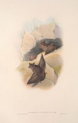 The mammals of Australia Pl.138
