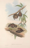 The mammals of Australia Pl.139