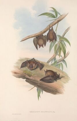 The mammals of Australia Pl.139