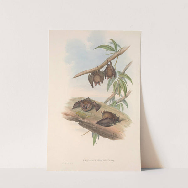 The mammals of Australia Pl.139 (1845-1863) by John Gould