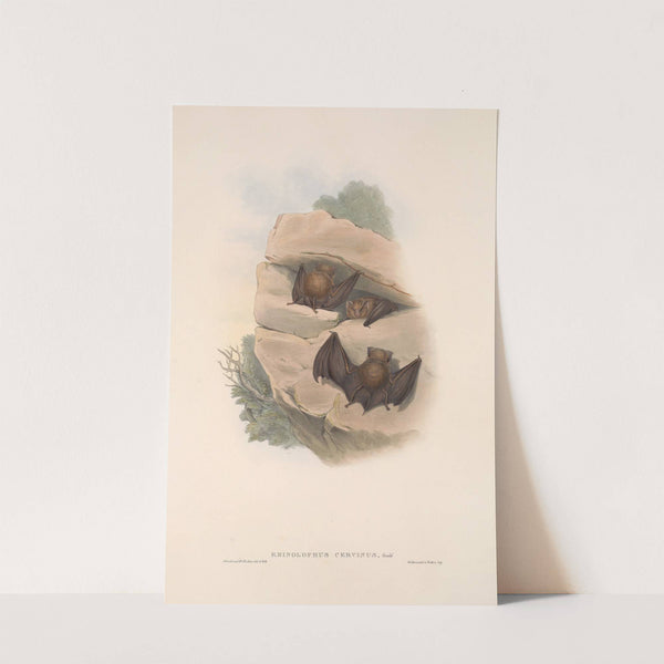 The mammals of Australia Pl.140 (1845-1863) by John Gould