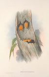 The mammals of Australia Pl.141