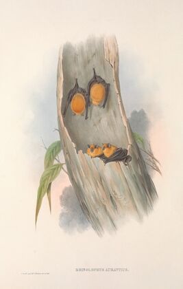 The mammals of Australia Pl.141