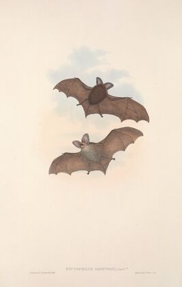 The mammals of Australia Pl.142