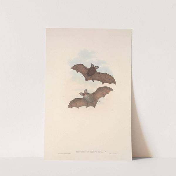 The mammals of Australia Pl.142 (1845-1863) by John Gould