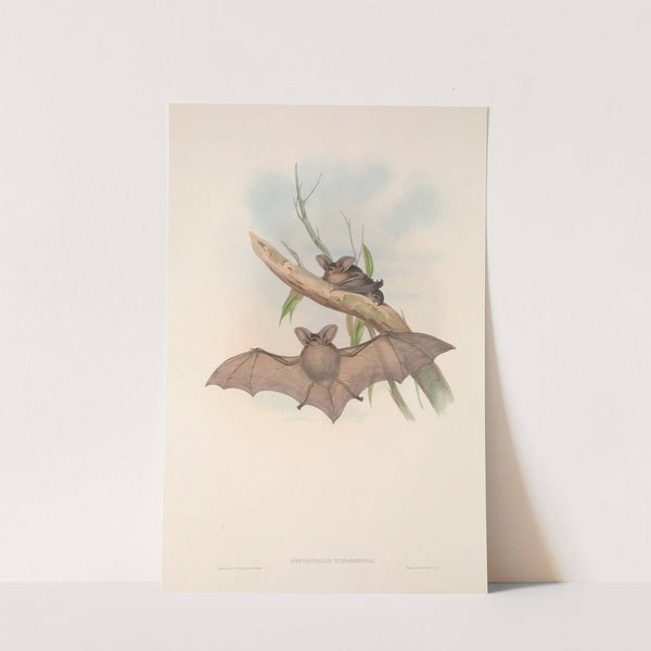 The mammals of Australia Pl.145 (1845-1863) by John Gould