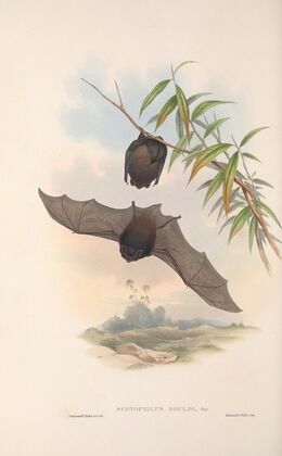 The mammals of Australia Pl.146