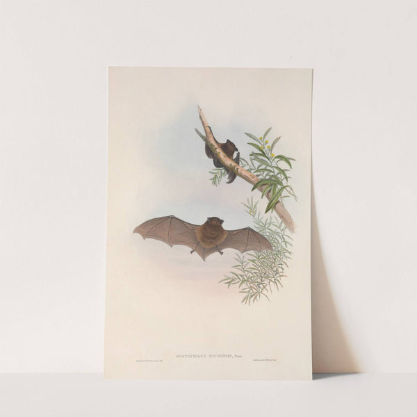 The mammals of Australia Pl.148 (1845-1863) by John Gould