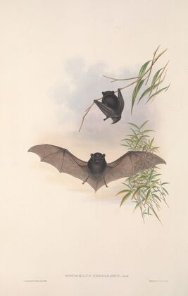 The mammals of Australia Pl.150