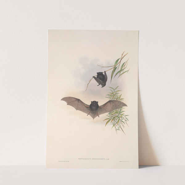 The mammals of Australia Pl.150 (1845-1863) by John Gould