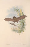 The mammals of Australia Pl.154