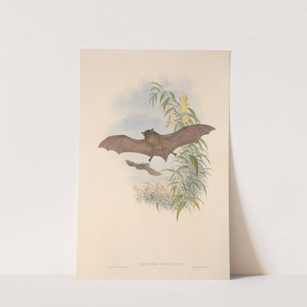 The mammals of Australia Pl.154 (1845-1863) by John Gould