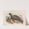 The mammals of Australia Pl.155 (1845-1863) by John Gould